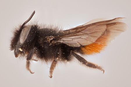 [Megachile flammiventris (lateral/side view) thumbnail]